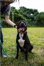 Black-and-white adult male mixed-breed dog, Medium, shelter no. …0203