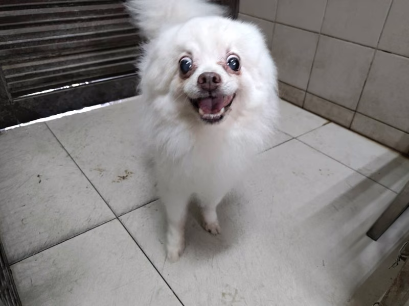 pomeranian (Lalaki, Matanda na, puti), Maliit, blg. ng shelter …1303