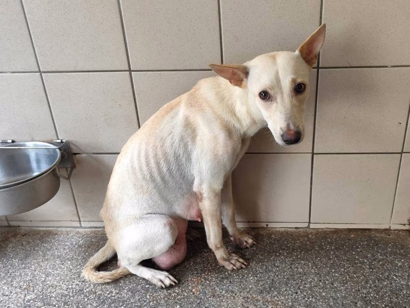 White adult female mixed-breed dog, Large, shelter no. …0709