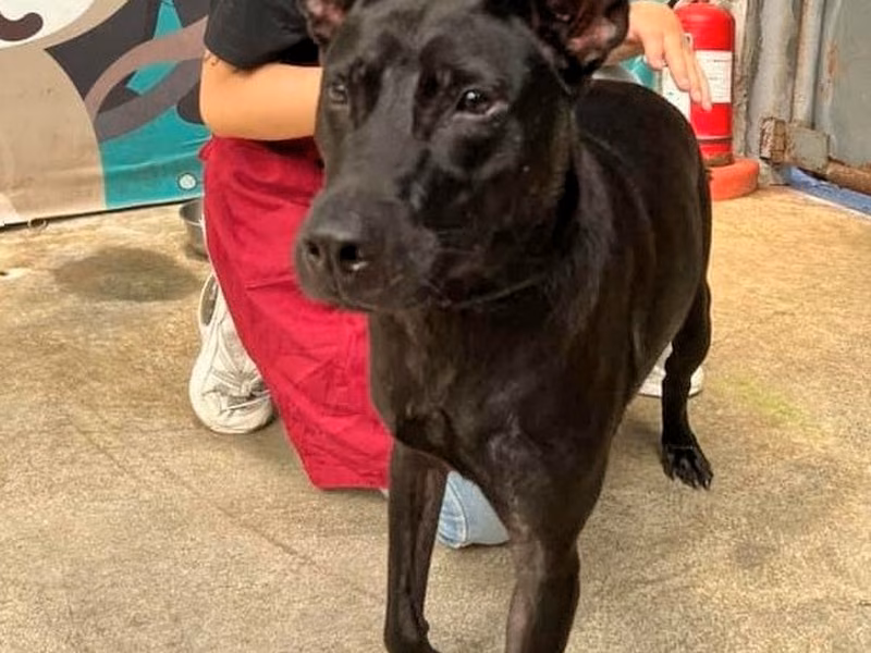 Black adult female mixed-breed dog, Medium, shelter no. …0002