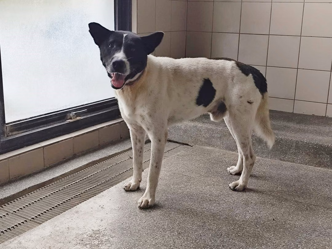 Patched adult male mixed-breed dog, Large, shelter no. …2507
