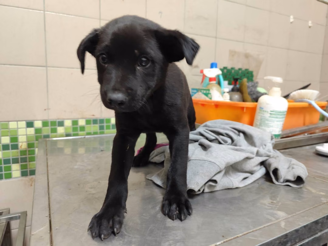 Black adult male mixed-breed dog, Large, shelter no. …2007