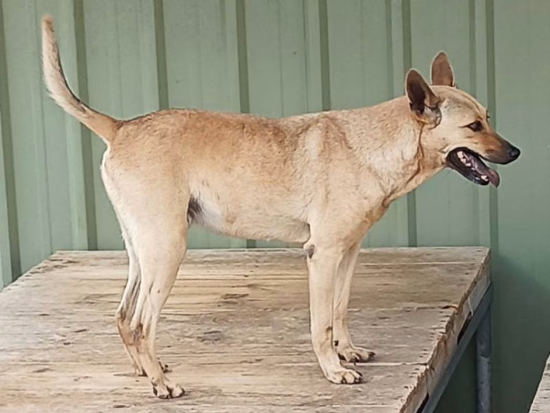Black-and-tan adult male mixed-breed dog, Large, shelter no. …039D