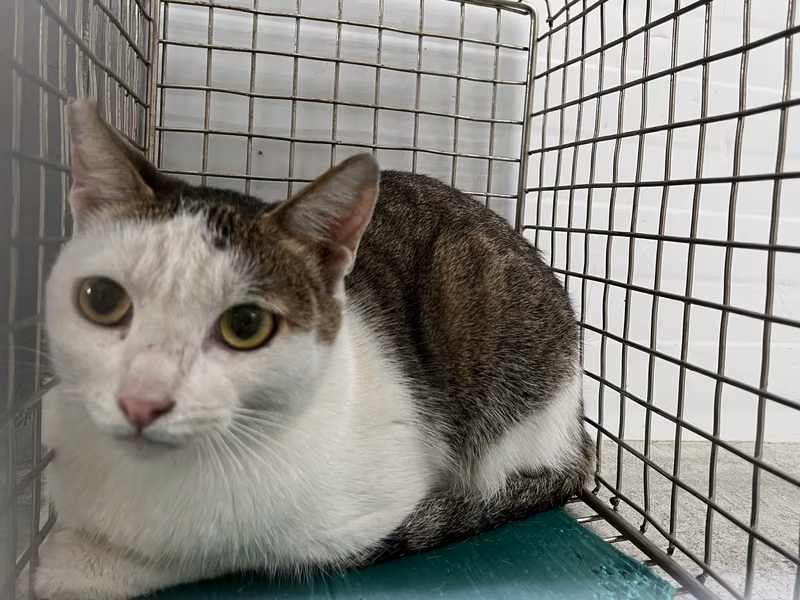 Tabby-and-white adult female mixed-breed cat, Medium, shelter no. …1911