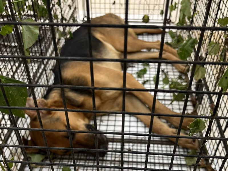 Black-and-brown adult female mixed-breed dog, Medium, shelter no. …6D01