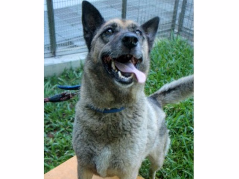 Black-and-brown adult female mixed-breed dog, Large, shelter no. …6005