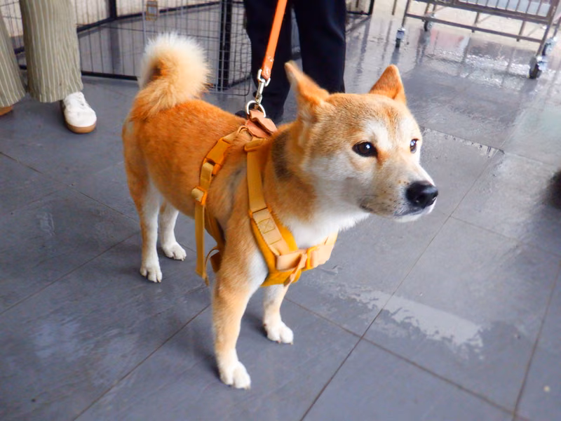 Tan adult male Shiba Inu, Medium, shelter no. …2281