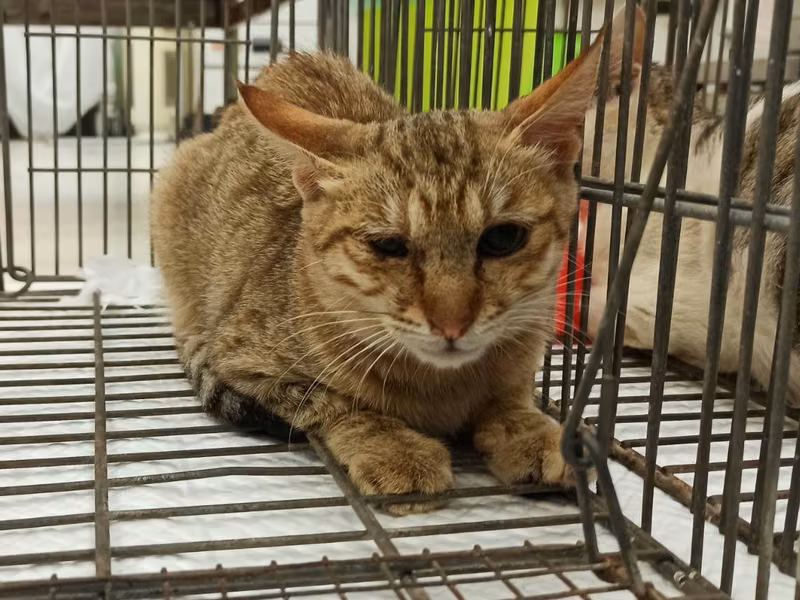 Young female mixed-breed cat, Small, shelter no. …7C06