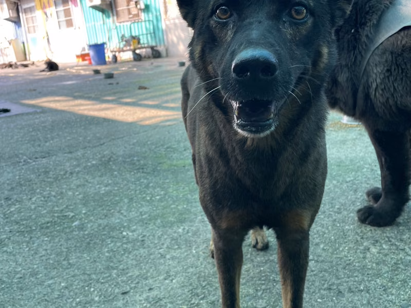 Black-and-tan adult male mixed-breed dog, Medium, shelter no. …3005