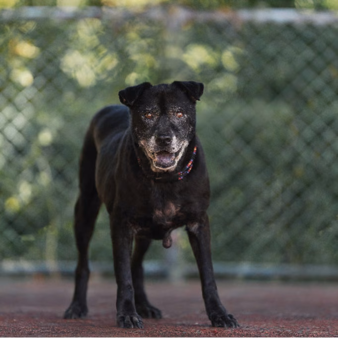 Black adult male mixed-breed dog, Medium, shelter no. …0219