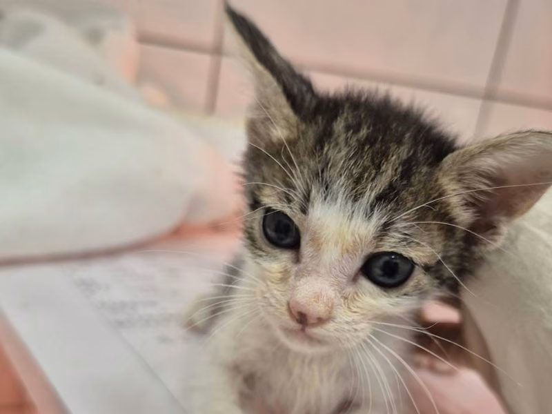 Tabby-and-white young female mixed-breed cat, Small, shelter no. …4001