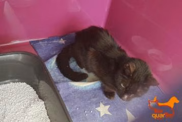 Black senior male European Shorthair, shelter no. …3225