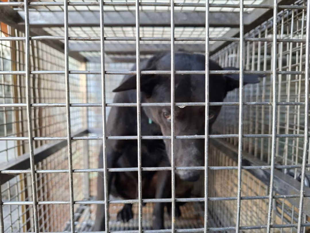 Black adult male mixed-breed dog, Large, shelter no. …7-01