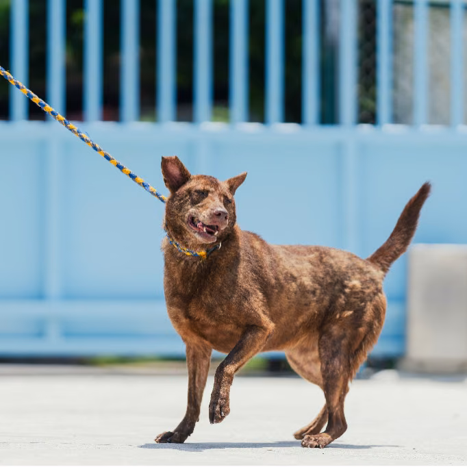 Brown adult female mixed-breed dog, Medium, shelter no. …4001