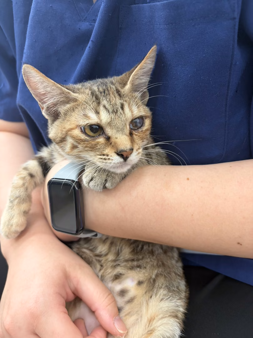 Young male mixed-breed cat, Small, shelter no. …3C05