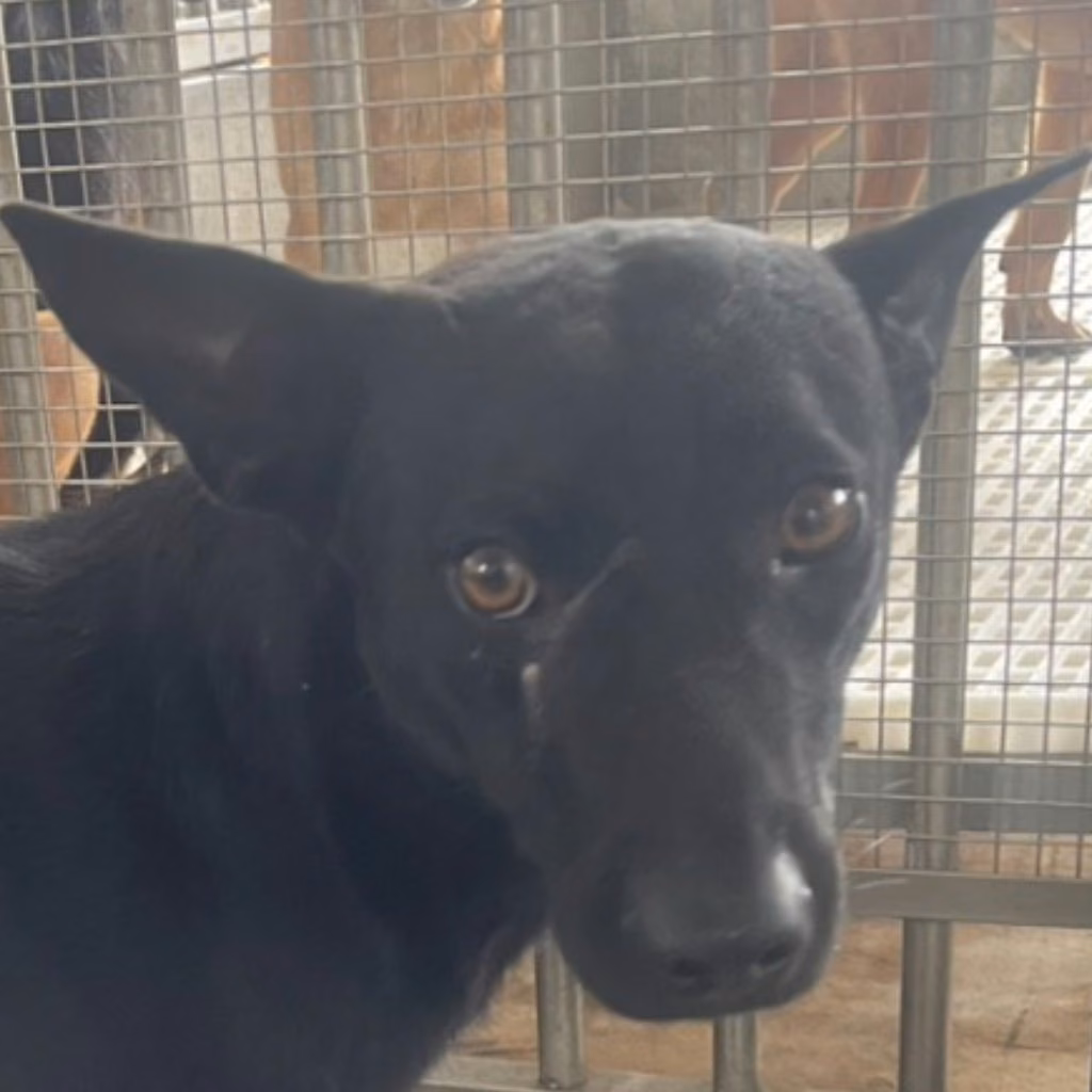Black adult male mixed-breed dog, Large, shelter no. …6001