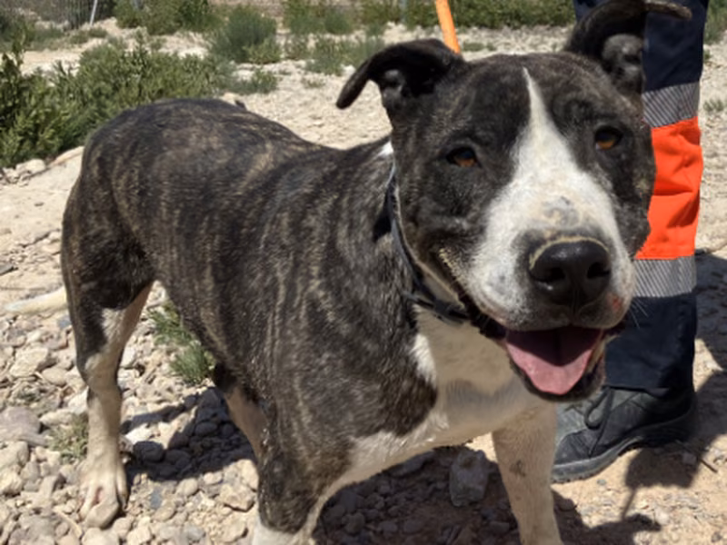 Tick, Senior · Male · Large · American Staffordshire Terrier