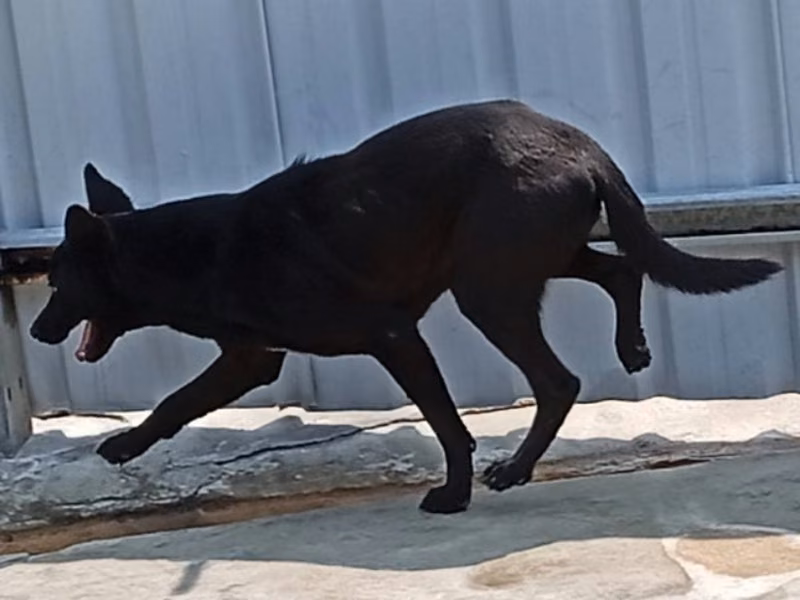 Black adult male mixed-breed dog, Large, shelter no. …054D