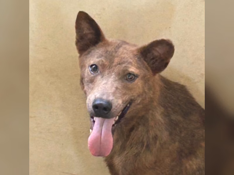 Chien croisé mâle adulte (fauve), Moyen, refuge n° …2022