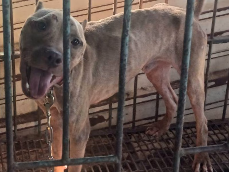 Tan adult male Staffordshire Bull Terrier, Large, shelter no. …050D