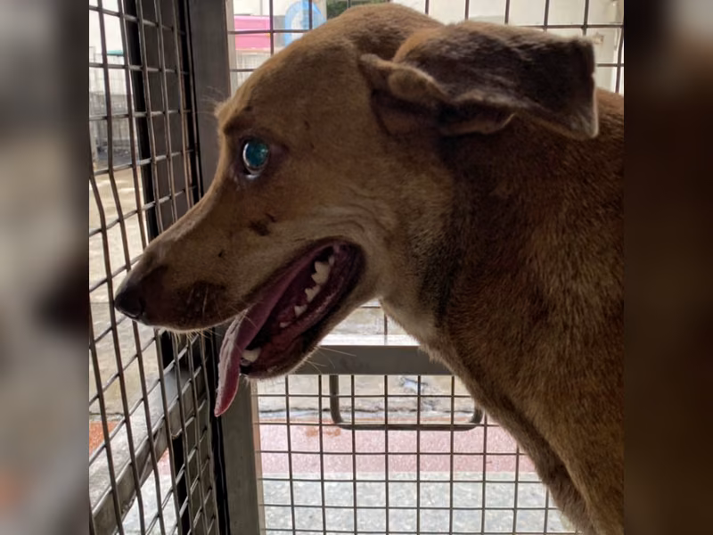 Tan adult female mixed-breed dog, Medium, shelter no. …7-03