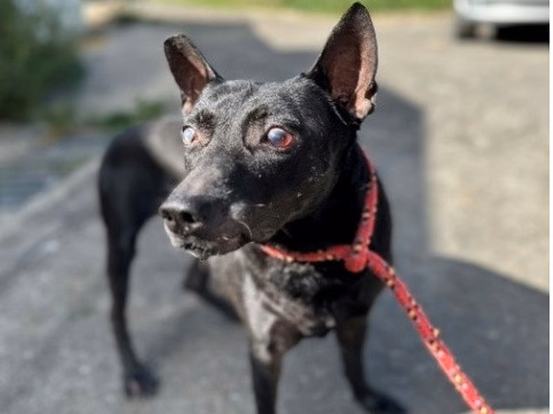 Black adult female mixed-breed dog, Medium, shelter no. …7001