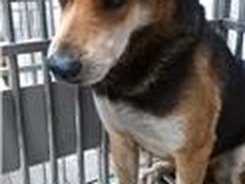 Black-and-tan male mixed-breed dog, Medium, shelter no. …8001
