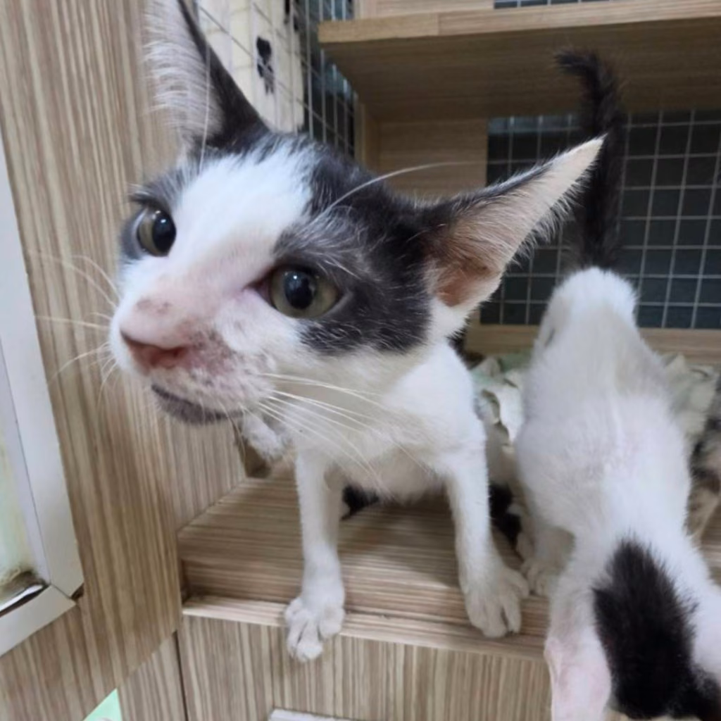 Black-and-white young male mixed-breed cat, Small, shelter no. …8-08