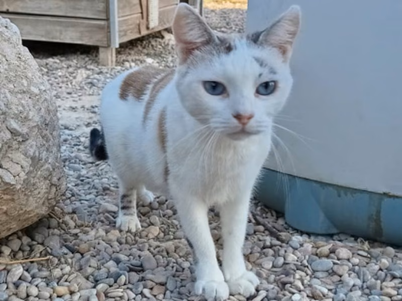 Sambala, Adult · Female · Small · European Shorthair