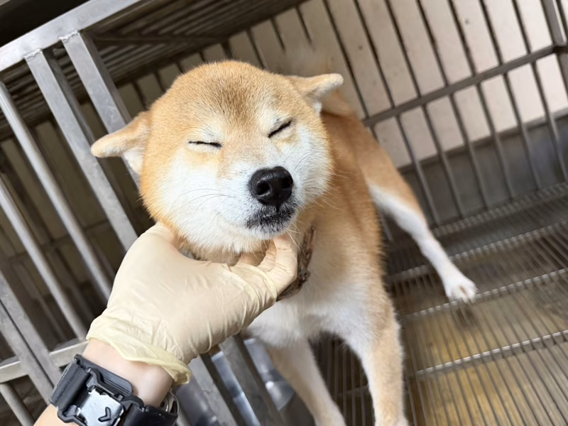 Tan adult male Shiba Inu, Medium, shelter no. …7004