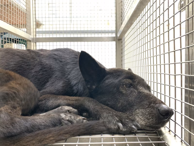 Black adult female mixed-breed dog, Medium, shelter no. …1003