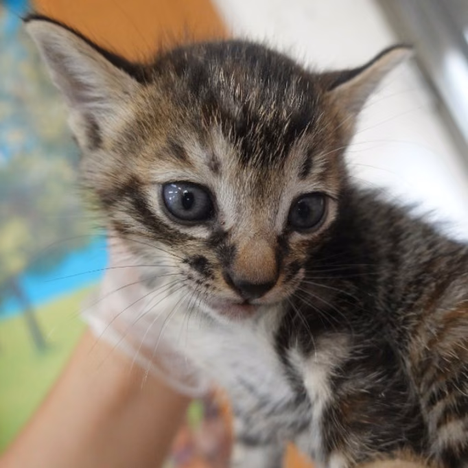 Tabby young male mixed-breed cat, Small, shelter no. …2-01
