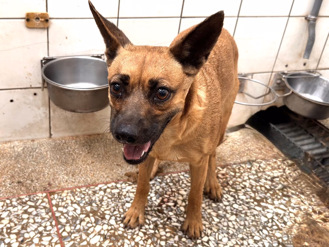 Tan adult female mixed-breed dog, Large, shelter no. …3A25