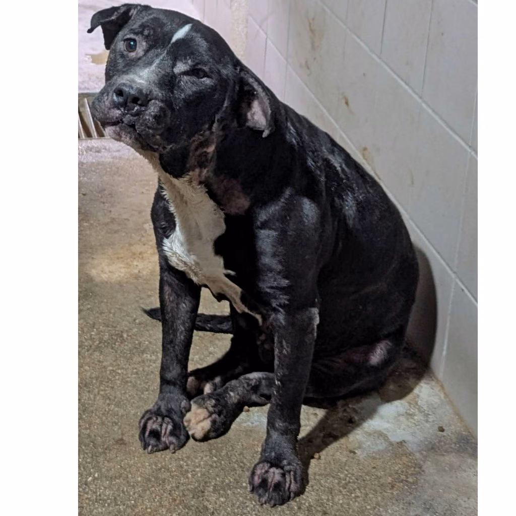Black adult female American Pit Bull Terrier, Medium, shelter no. …7002