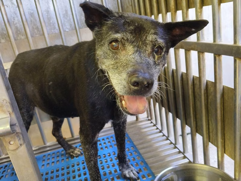 Black adult male mixed-breed dog, Medium, shelter no. …4001