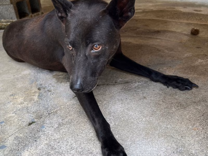 Black adult female mixed-breed dog, Large, shelter no. …033D