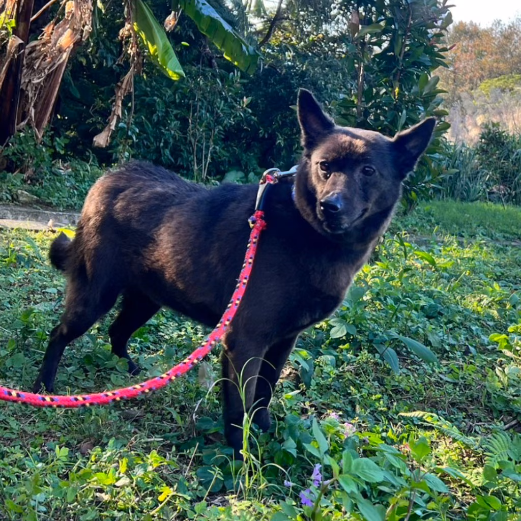 Black adult female mixed-breed dog, Small, shelter no. …2506
