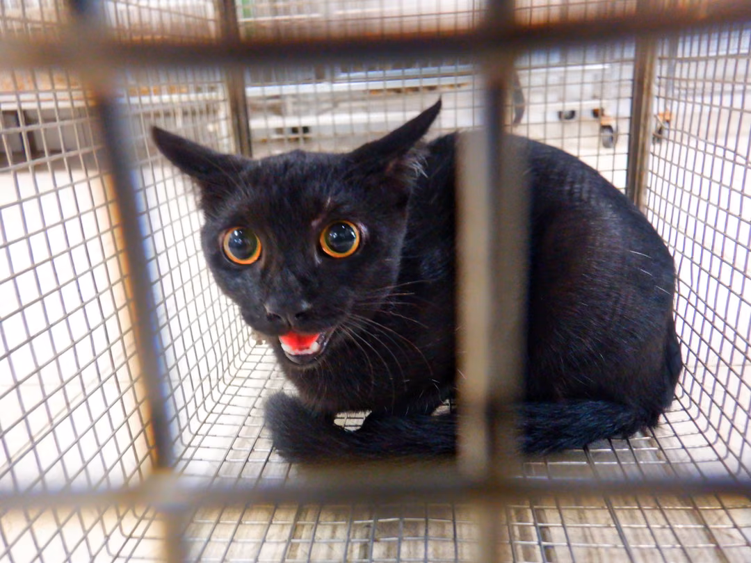 Black adult female mixed-breed cat, Small, shelter no. …05C2