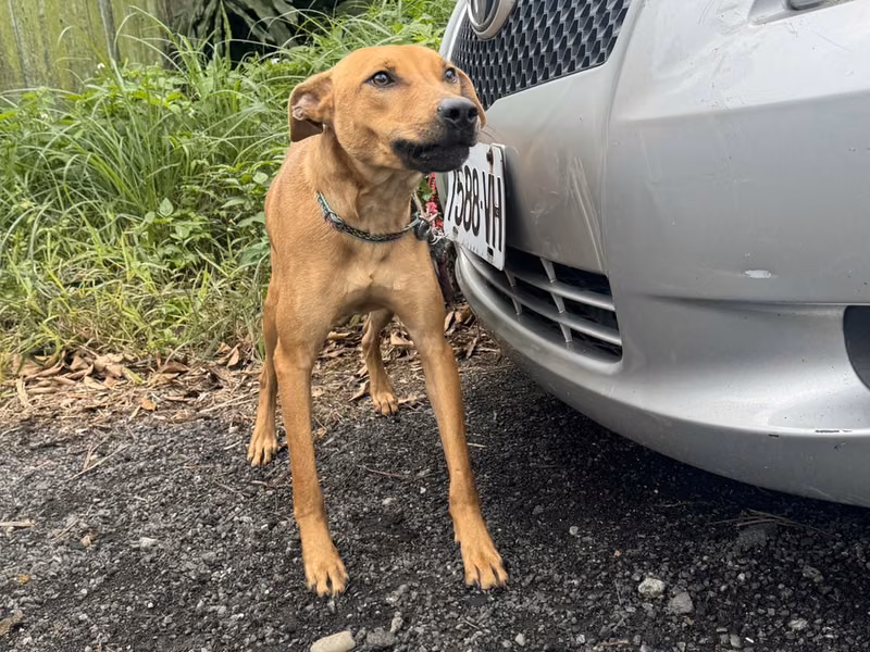 Tan adult male mixed-breed dog, Medium, shelter no. …4001