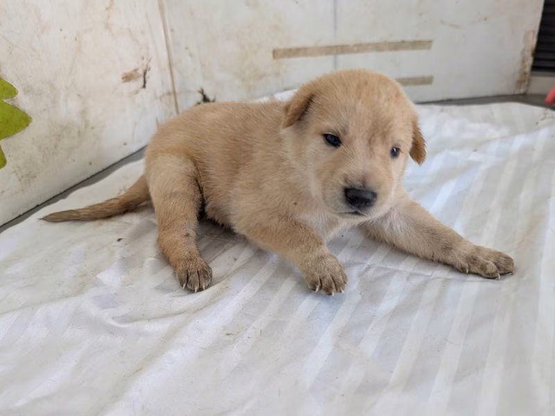 Tan young male mixed-breed dog, Medium, shelter no. …2821