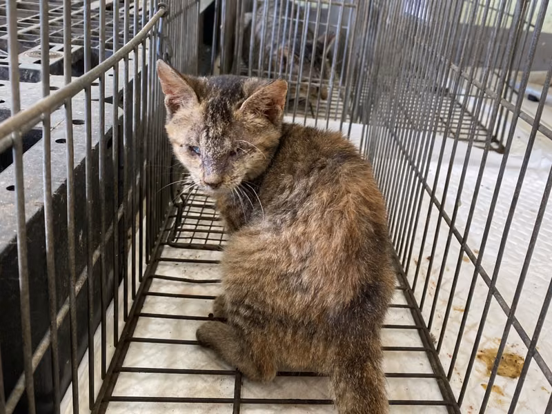 Young female mixed-breed cat, Small, shelter no. …3C05