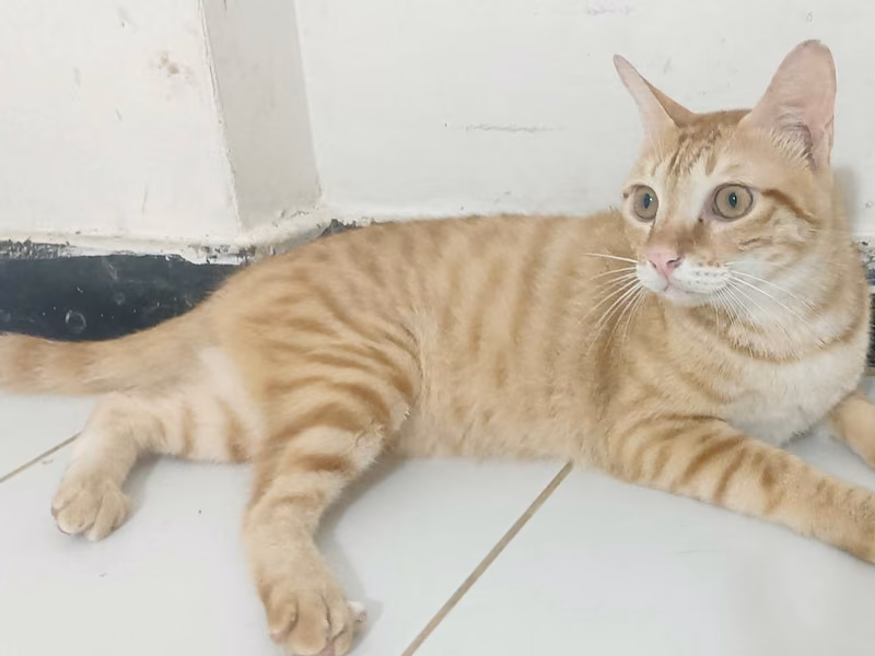 Orange tabby adult male mixed-breed cat, Medium, shelter no. …5002