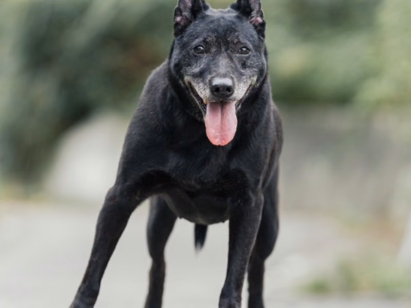 Black adult female mixed-breed dog, Medium, shelter no. …4003