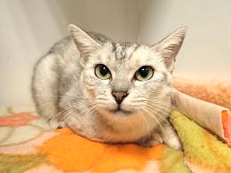 ヘーゼル, Adult · Female · Medium · 雑種