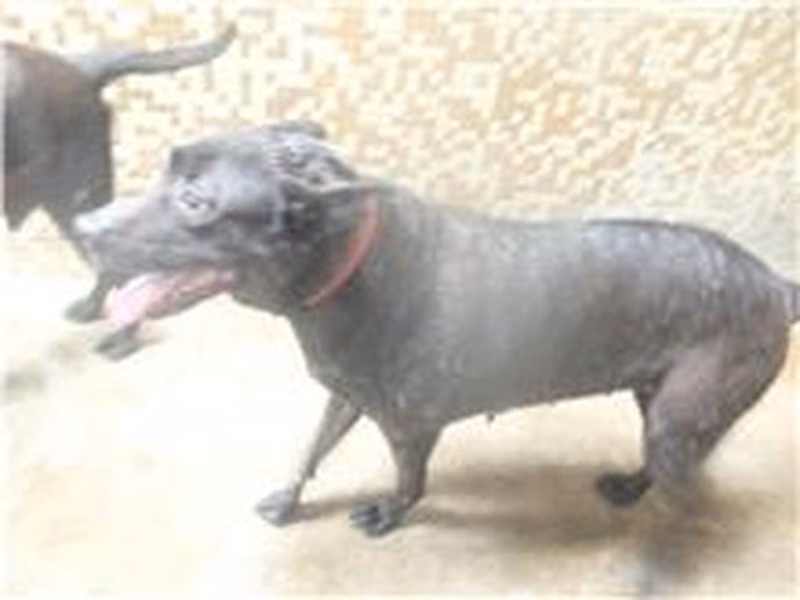 Black adult male mixed-breed dog, Medium, shelter no. …2904