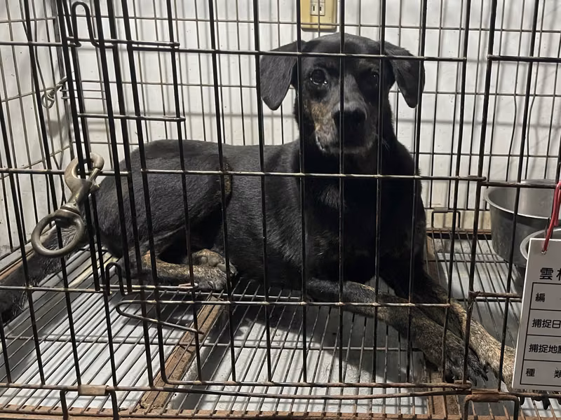 Black-and-brown adult male mixed-breed dog, Large, shelter no. …077D