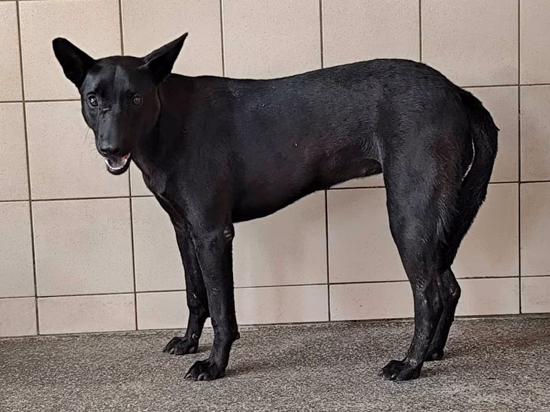 Black adult female mixed-breed dog, Large, shelter no. …3101