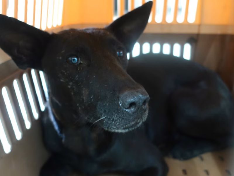 Black adult female mixed-breed dog, Large, shelter no. …7321