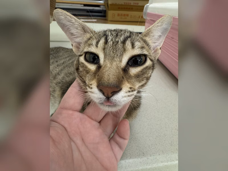 ミックス猫(メス・成猫・トラ)、大型, 施設番号 …6008