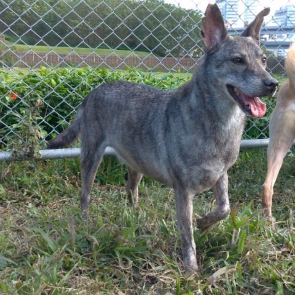 Tabby adult female mixed-breed dog, Medium, shelter no. …0808